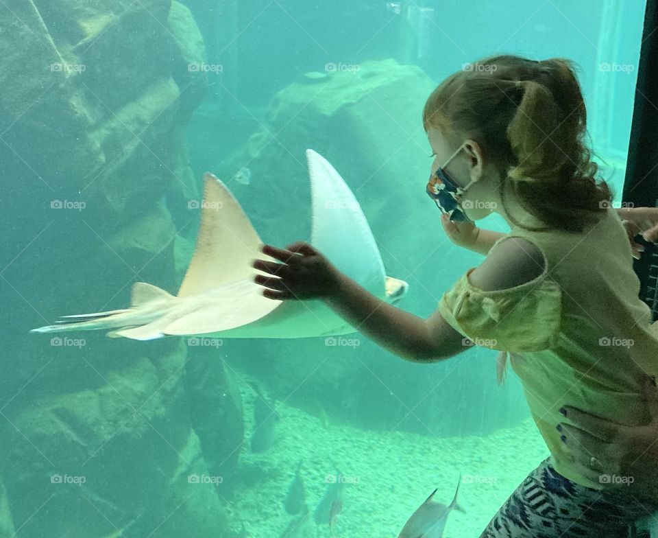 Will we be able to catch this stingray?  My daughter until she tried… picture of the Santos Aquarium. / Será que conseguiremos agarrar essa arraia? Minha filha até que tentou… foto do Aquário de Santos.