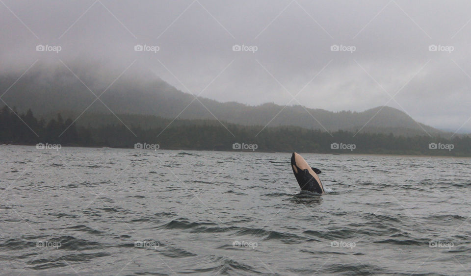 orca playing in the ocean