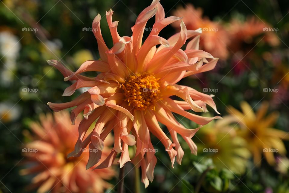 orange dahlia flower with unusual petals