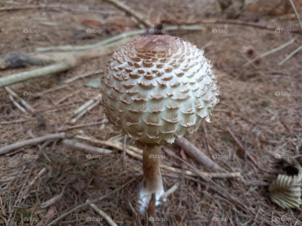 Mushroom on the Forest Floor