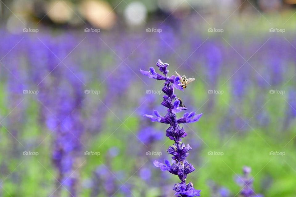 Wild field flowers