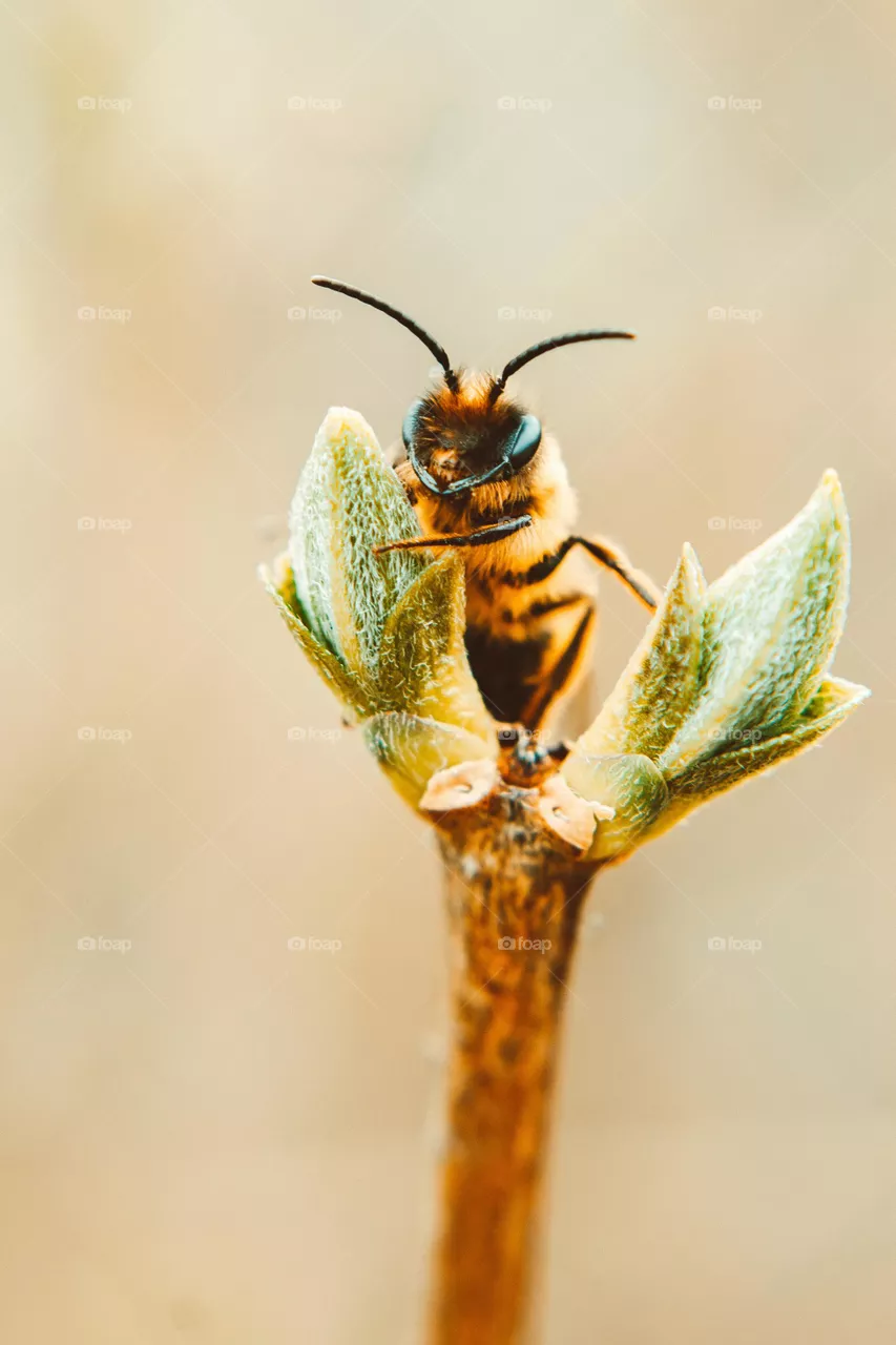 Bee
