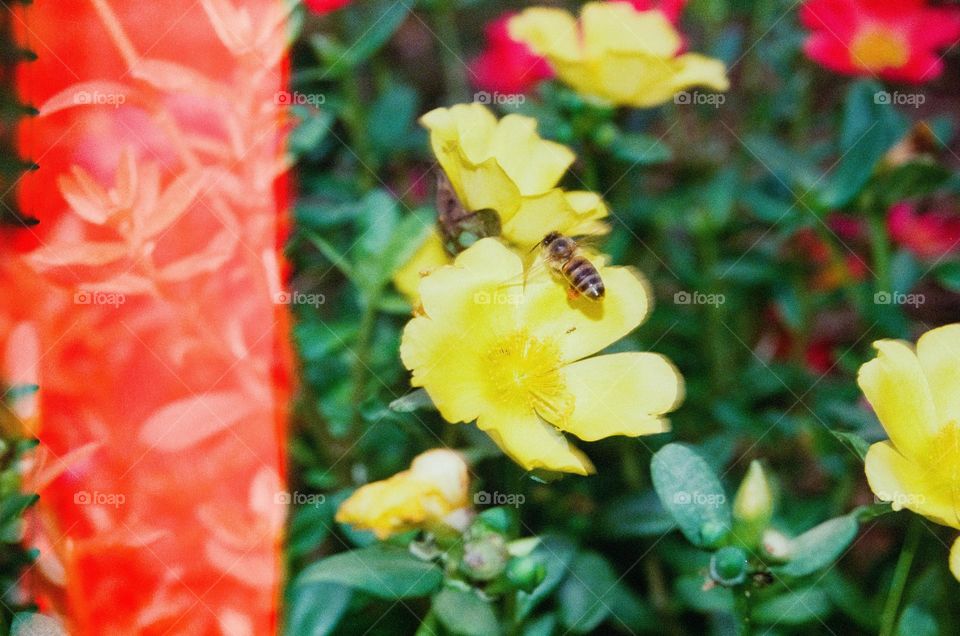 Beautiful Analog Shot on 35mm film of a Honey Bee flying over a yellow flower, on a garden. There's a little like leak, using the flash of the camera.