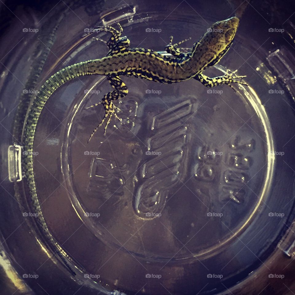 Lizard in the glass