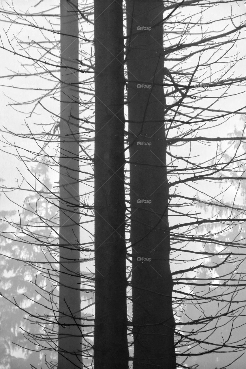 Black and white photo of bare tree trunks with branches and twigs in the fog