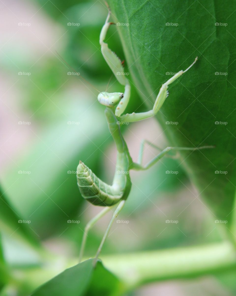 Stretching praying mantis hiding in the leaves