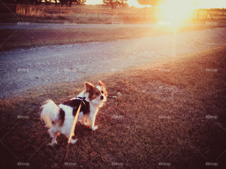 Let's Go Walking at Sunset