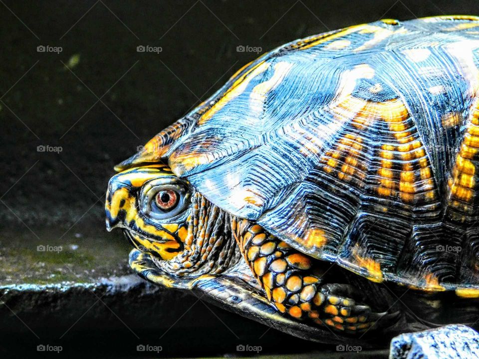 Turtle