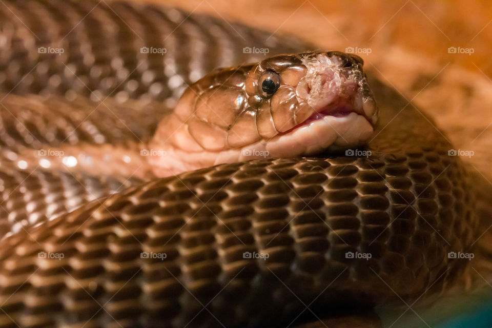 snake in terrarium