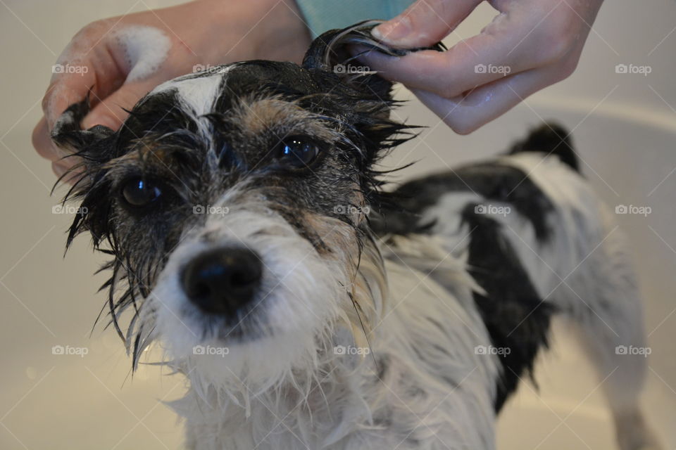 Bathing the dog