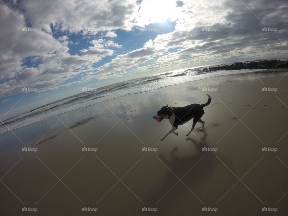 Dog playing fetch on the beach
