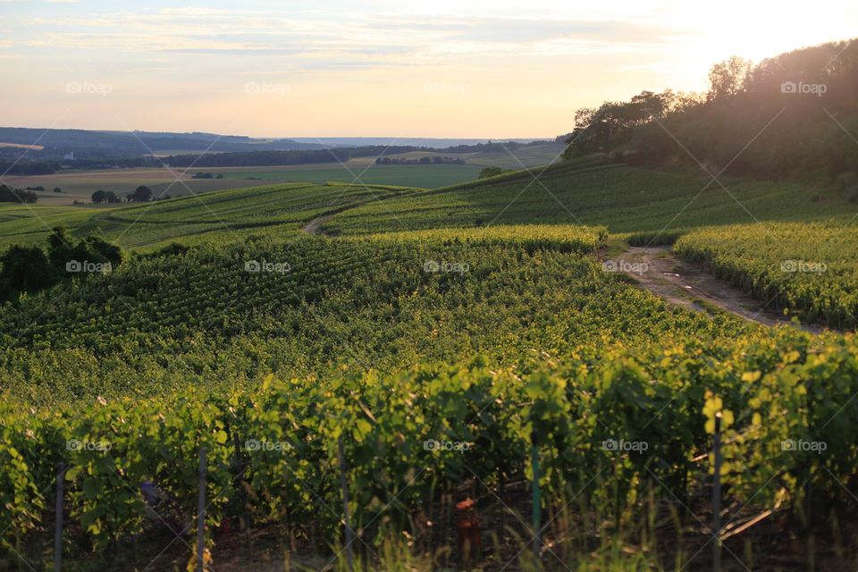 Beautiful french vineyard of champagne 