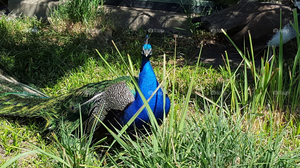 Peacock