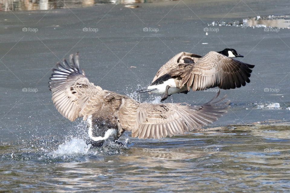 Wingspan prevails