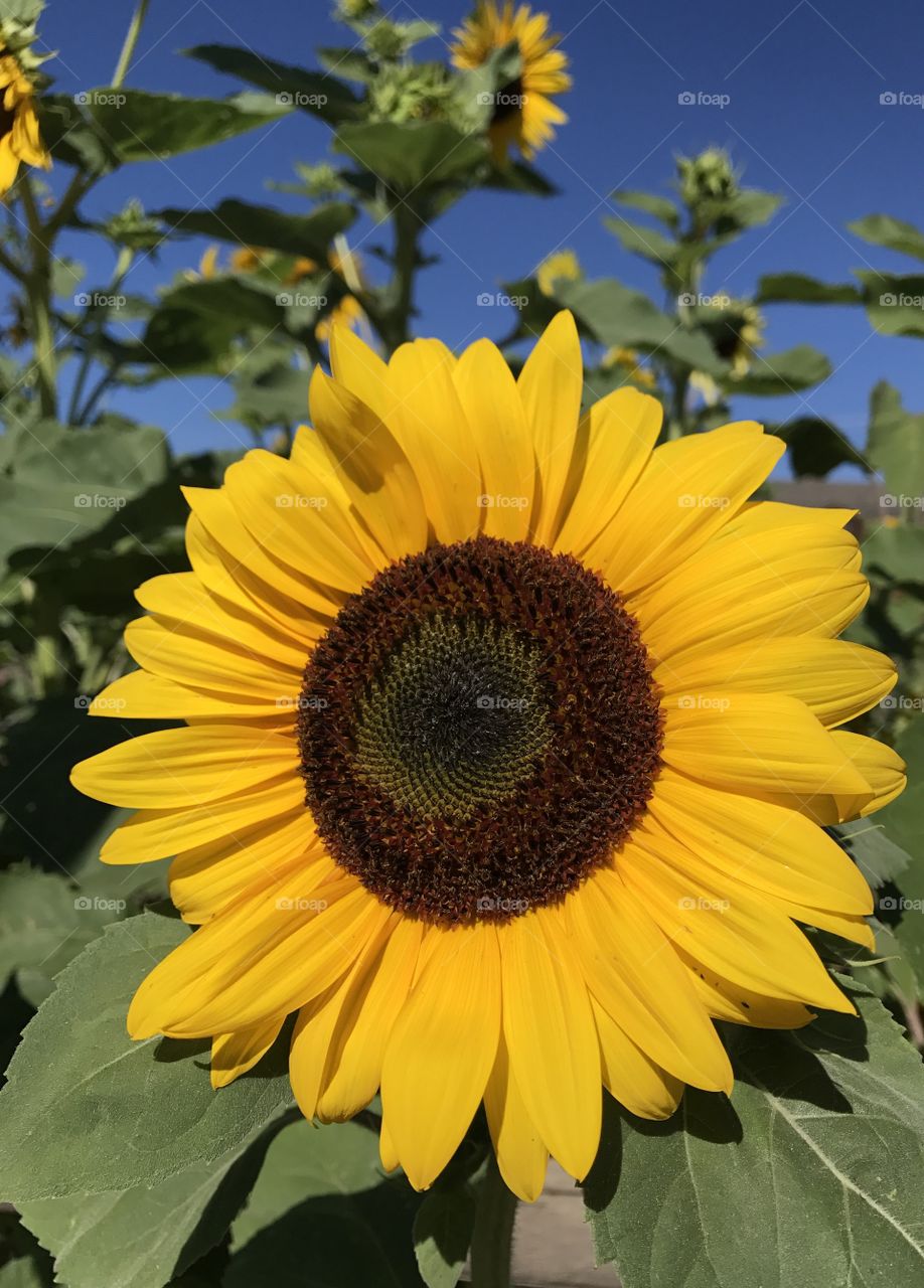 Happy Sunflower