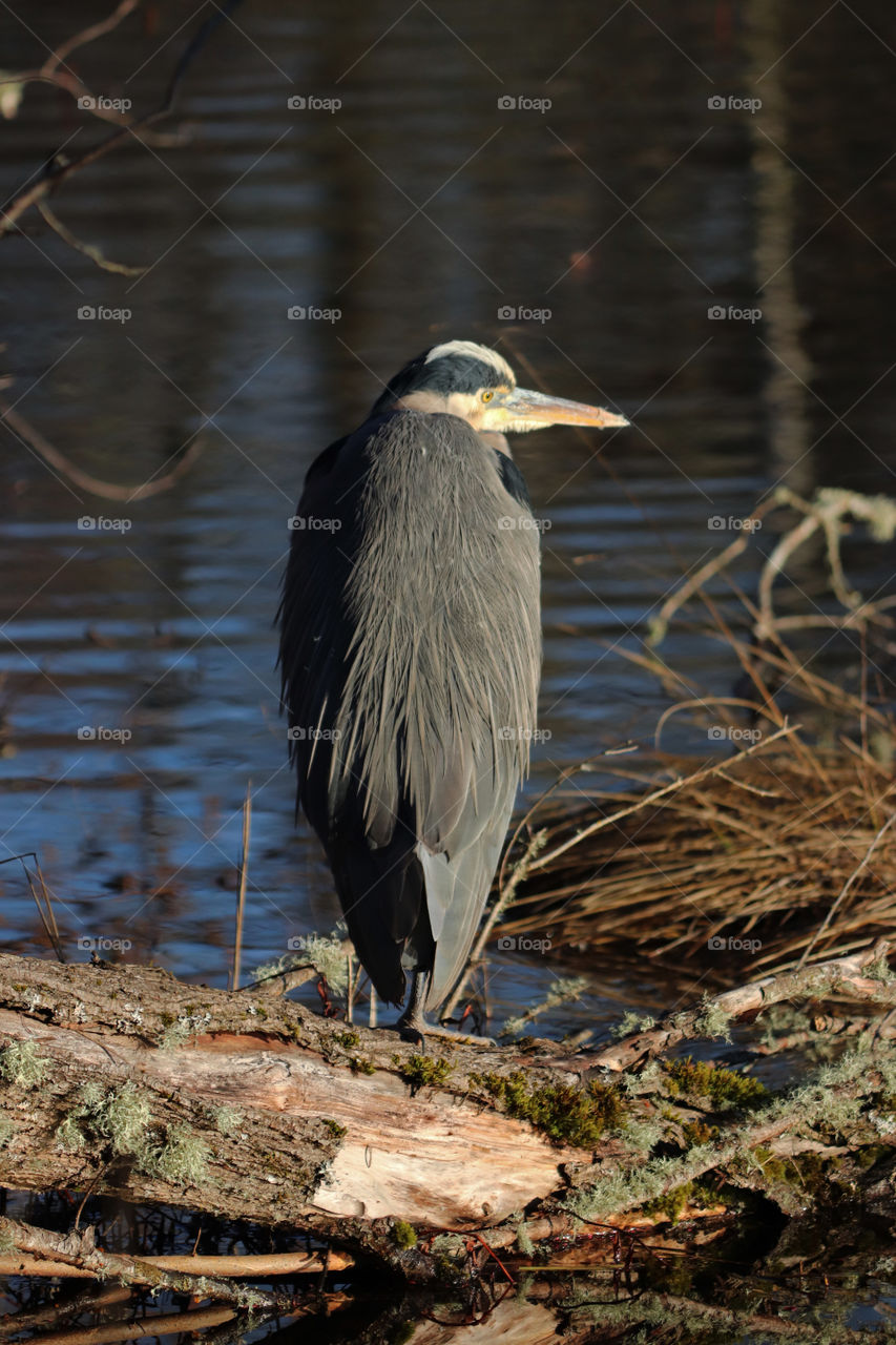 Crane standing by the water