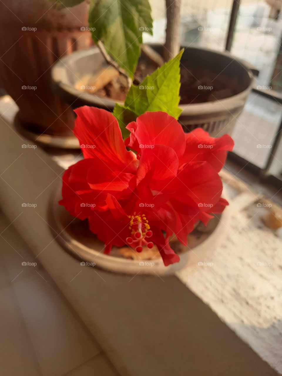 Hibiscus