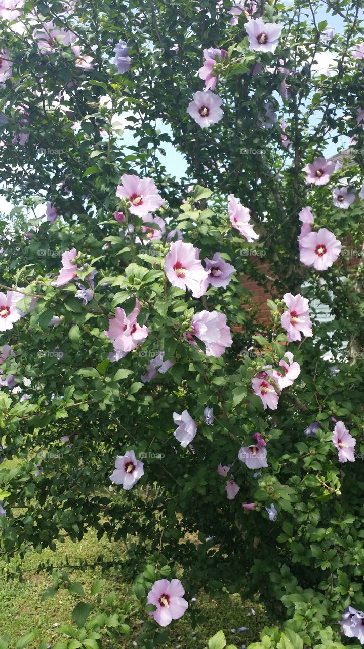 Rose of Sharon. my first tree planted