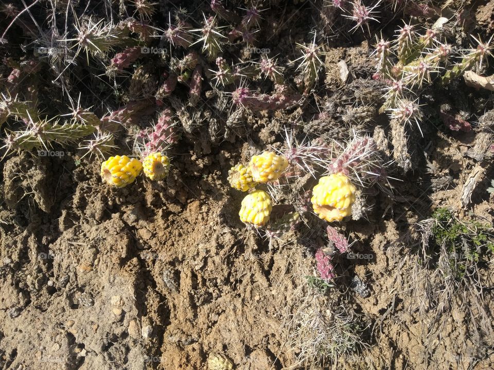 Mountain cactus