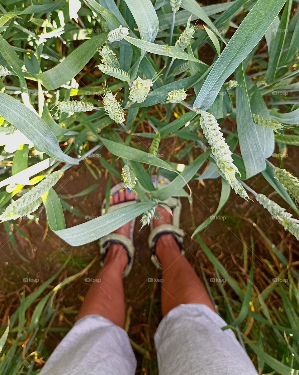 green grains and female legs top view love earth