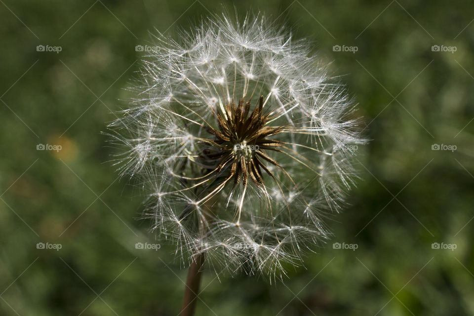 Dandelion 