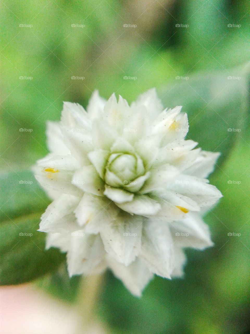 amaranth flower . white amaranth flower in garden
