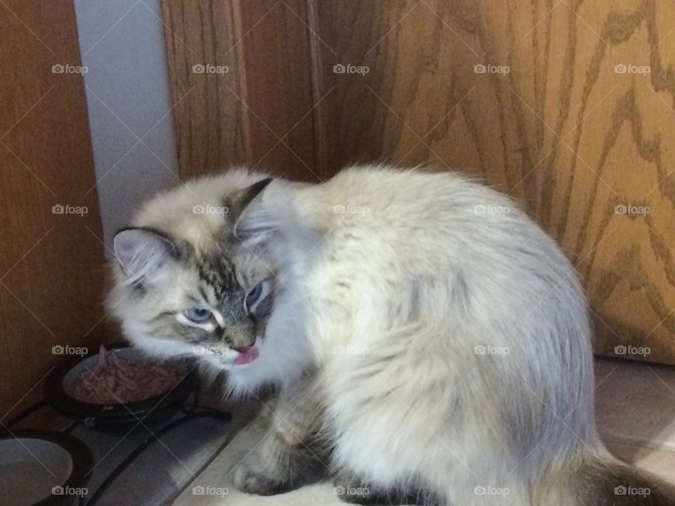 Kaz checking to see if Luna is following him on his adventure. 