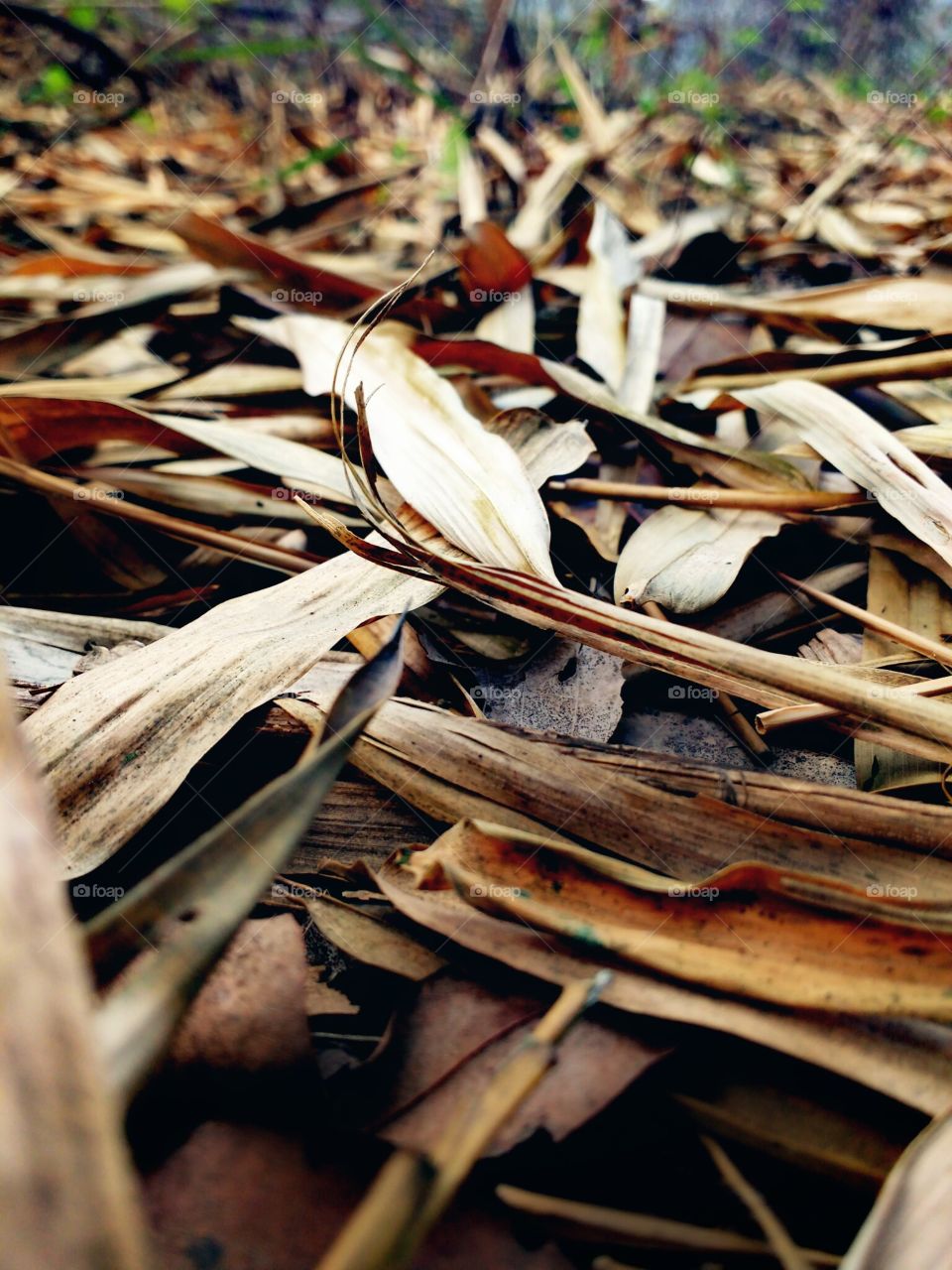 dry bamboo