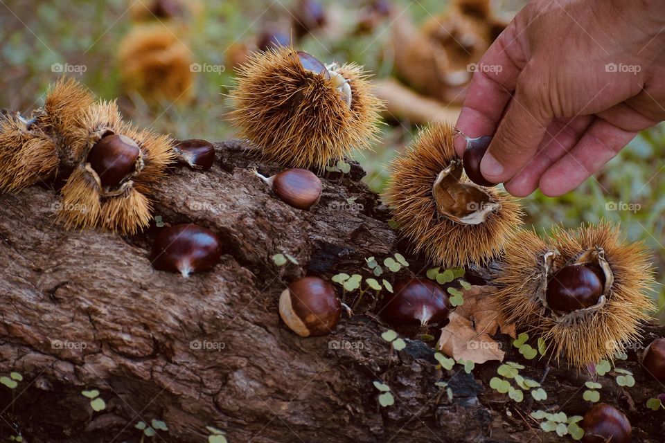 Picking chestnuts 