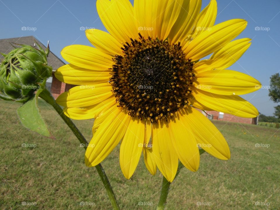 Sunflower