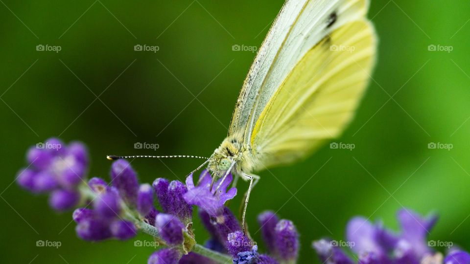 A butterfly on lavender flowers 