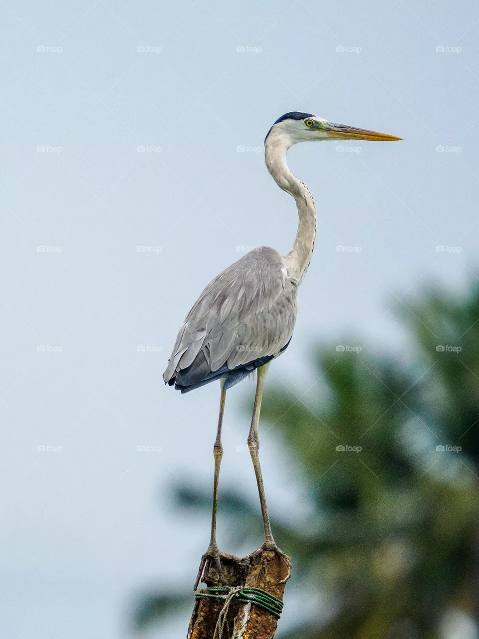 stork