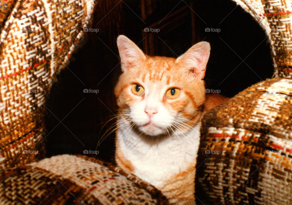 Red cat behind 70's couch