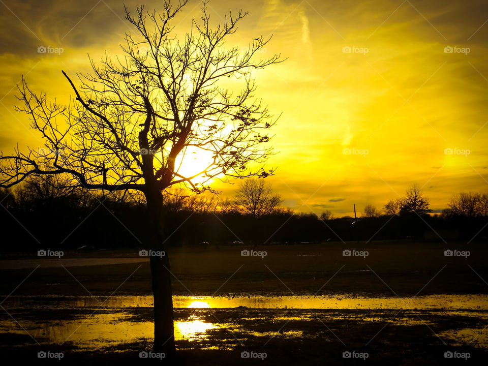 Tree In The Sunset