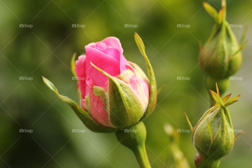 Rose in close up