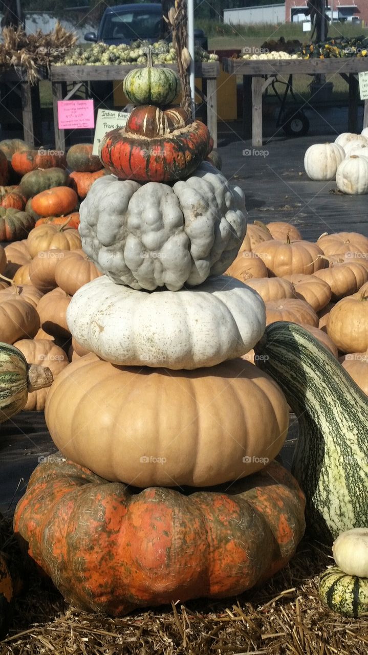 Pumpkin Patch