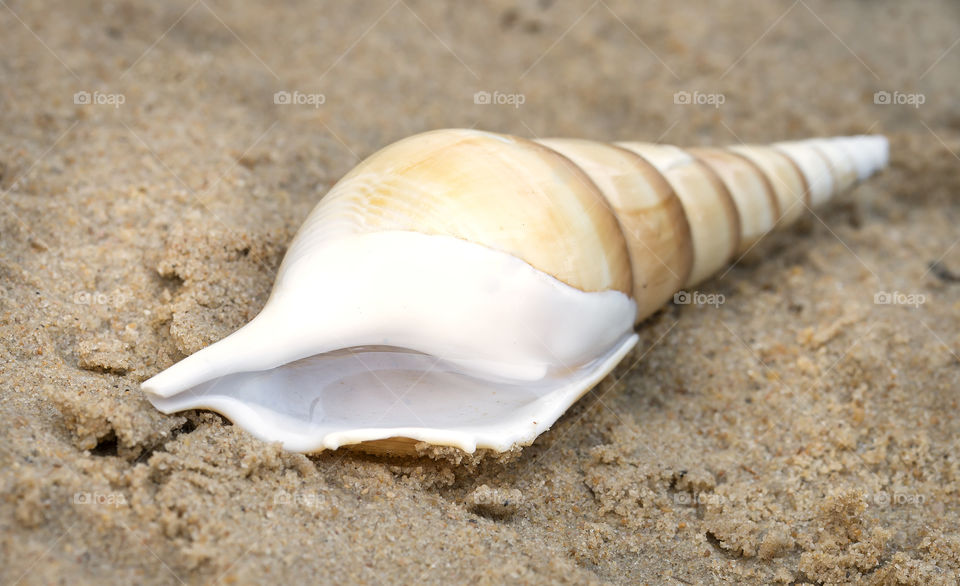 Conch shell on sandy beach