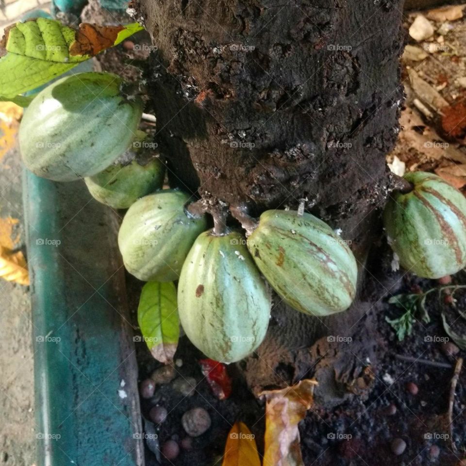 cacau fruit of the chocolat