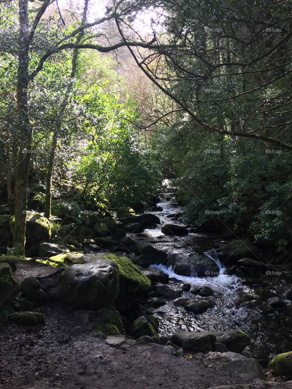 Irish creek