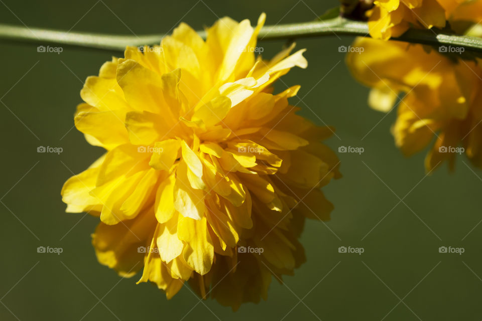 Extremely beautiful yellow flowers