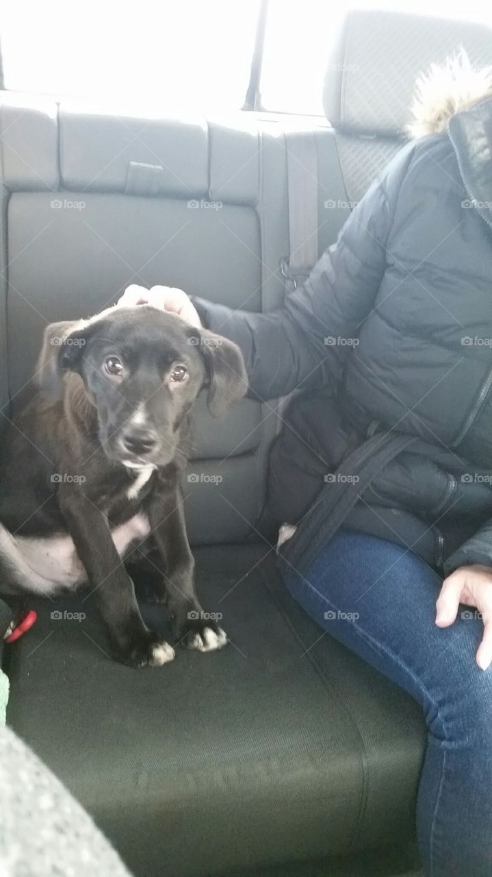 Dog, Sit, Seat, Indoors, Portrait