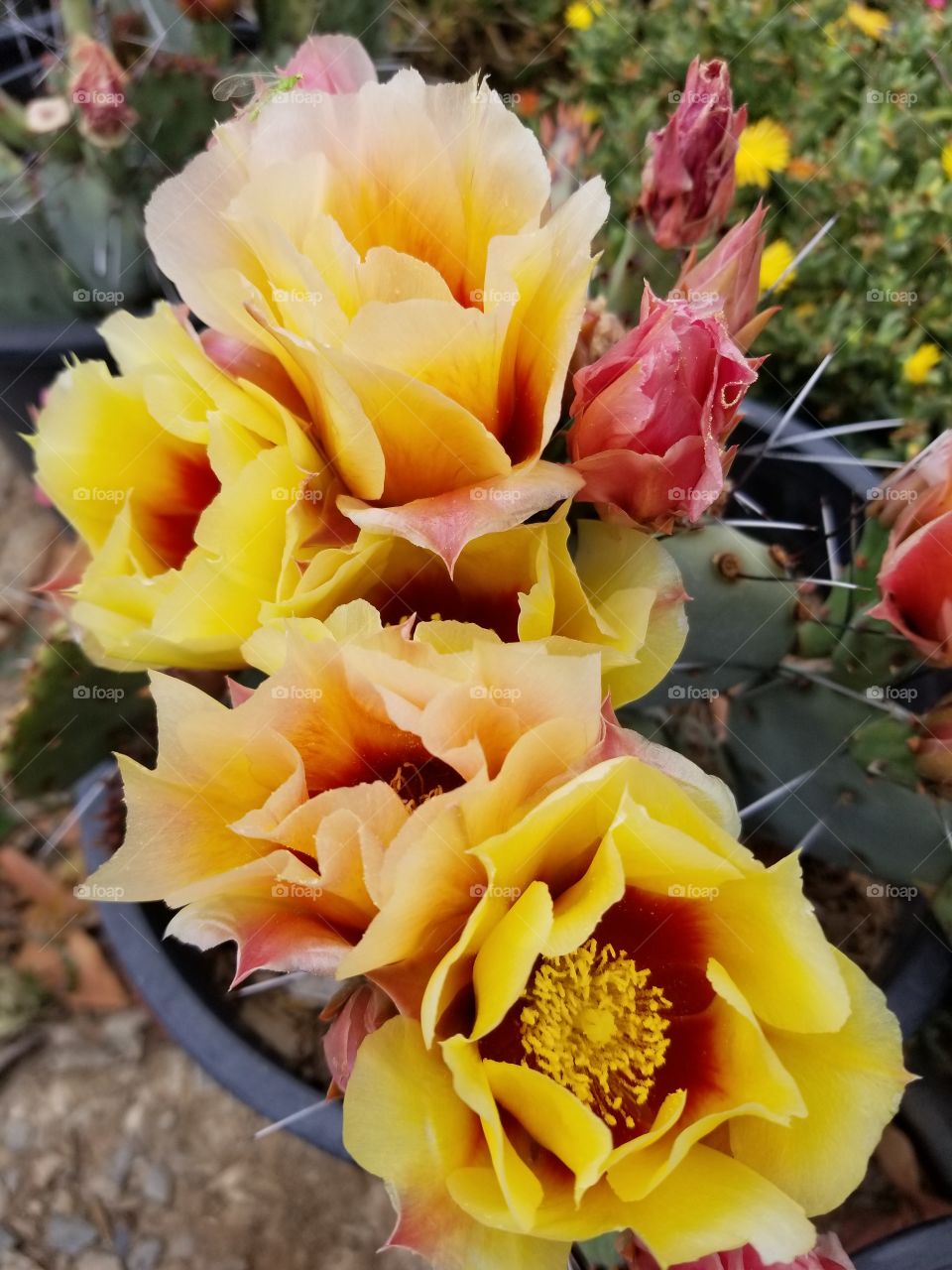 blooming  cactus