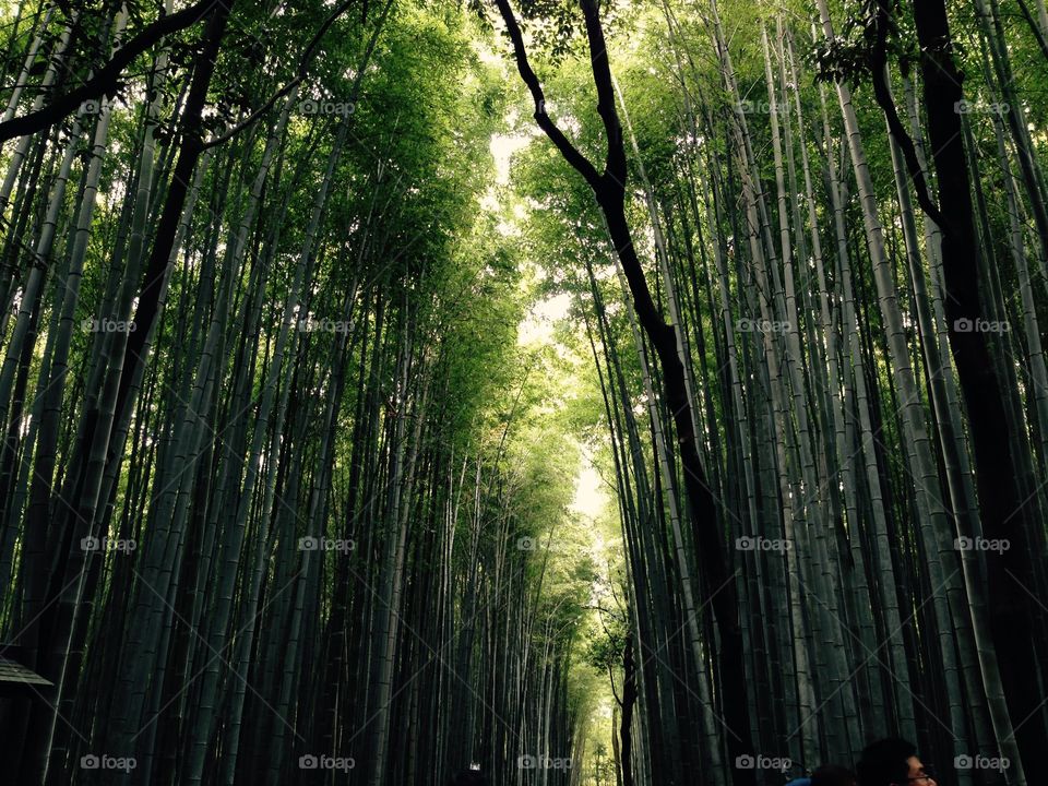 Bamboo paradise