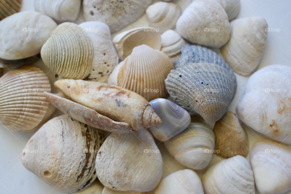 Abundance of seashells