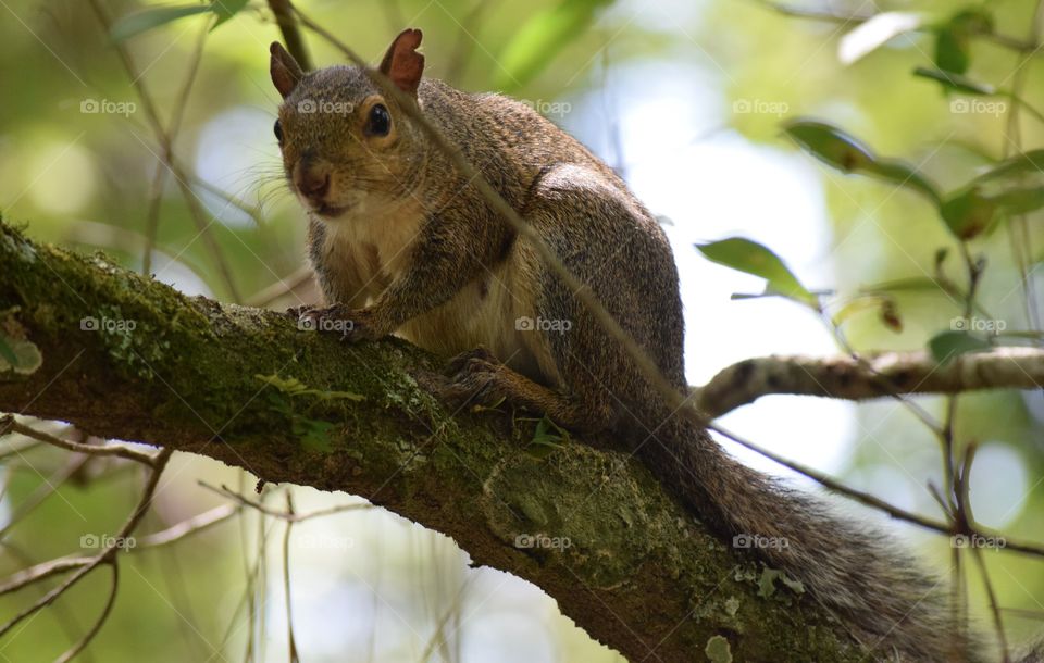 A squirrel taking a break to see whose in his woods