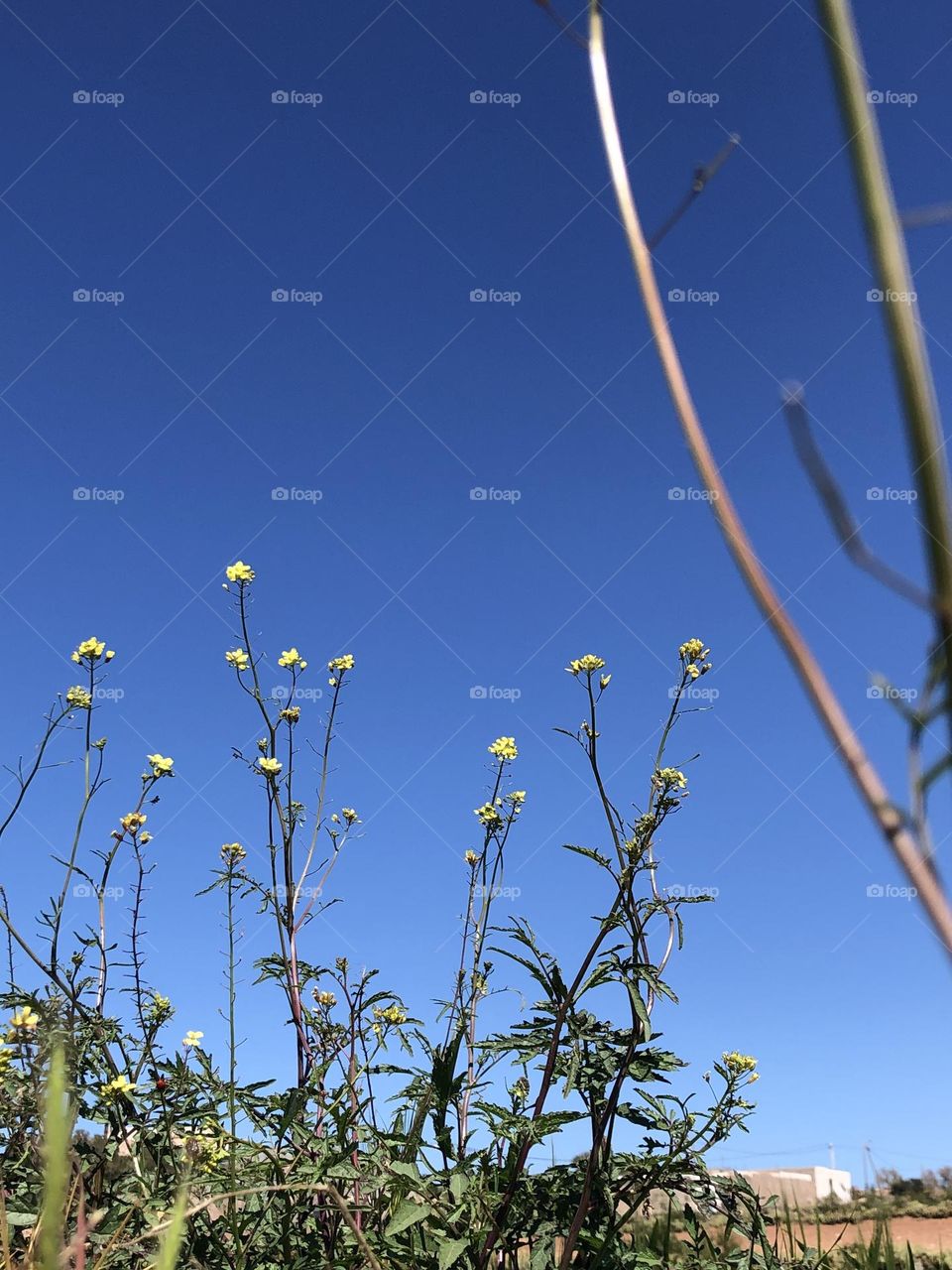 Beautiful plants embracing blue sky 