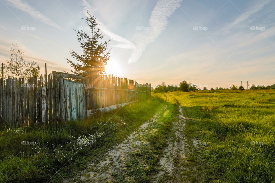 Spruce in the sunrise sunlight, road, rural, countryside, landscape, rays of lights