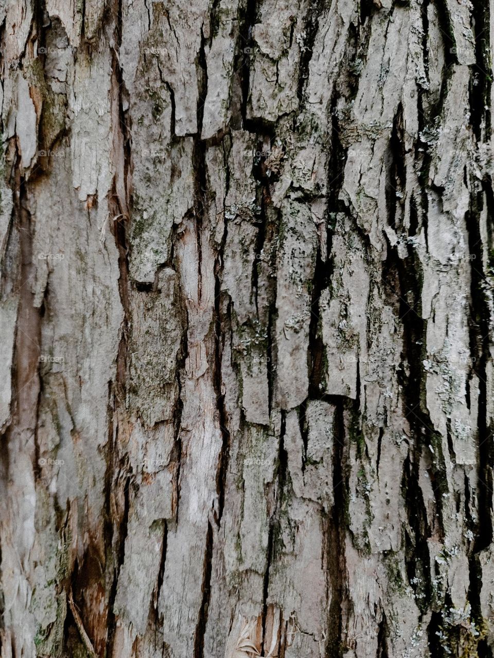 Brown gray colour texture of the pine tree bark, captured in the pine tree forest in Ukraine. Cloudy weather, dark photography. Nature details, wooden background