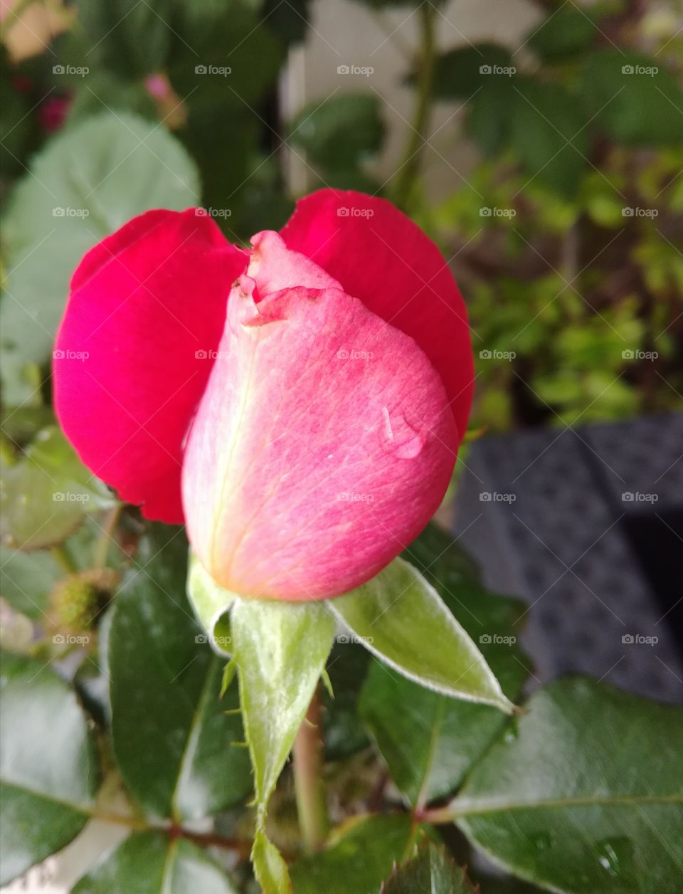 rose , bouton, fleur