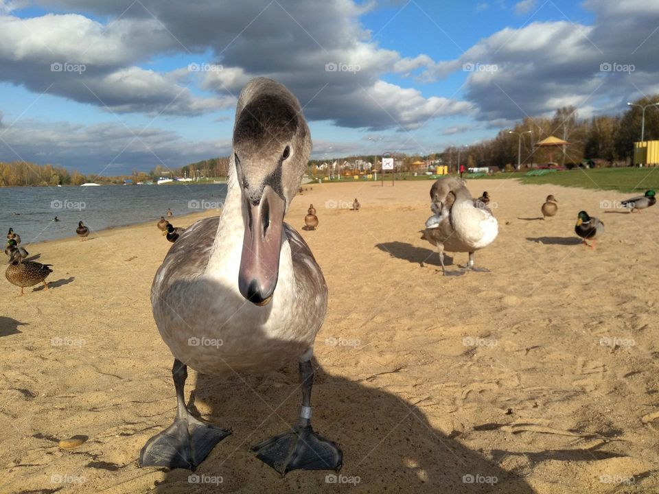 swan beautiful portrait mobile photography